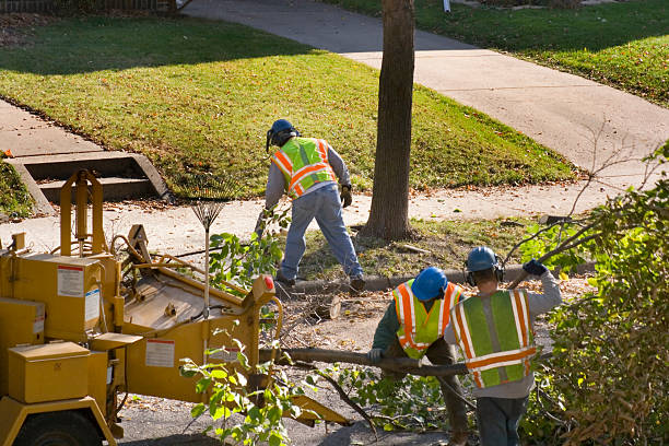 How Our Tree Care Process Works  in  Shokan, NY